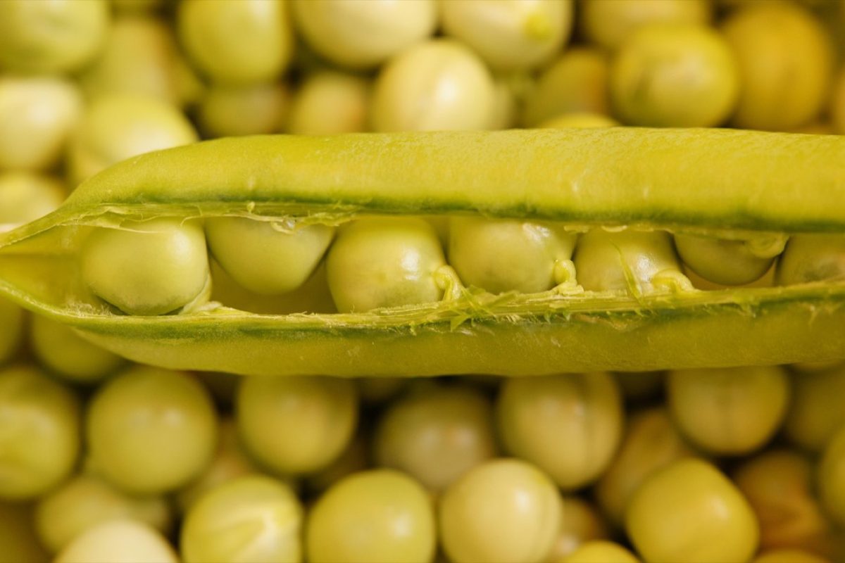 Comparatif whey vs protéine de pois — points clés