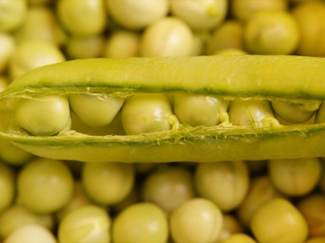 Comparatif whey vs protéine de pois — points clés