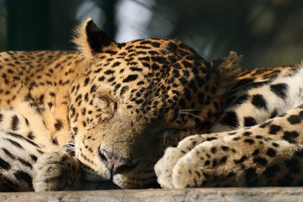 Cinq raisons scientifiques d'intégrer la sieste de récupération