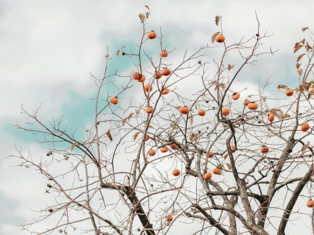Hiver : comment éviter les pièges alimentaires qui ruinent votre équilibre ?