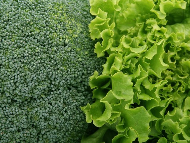 Les légumes verts à privilégier en septembre pour une alimentation équilibrée