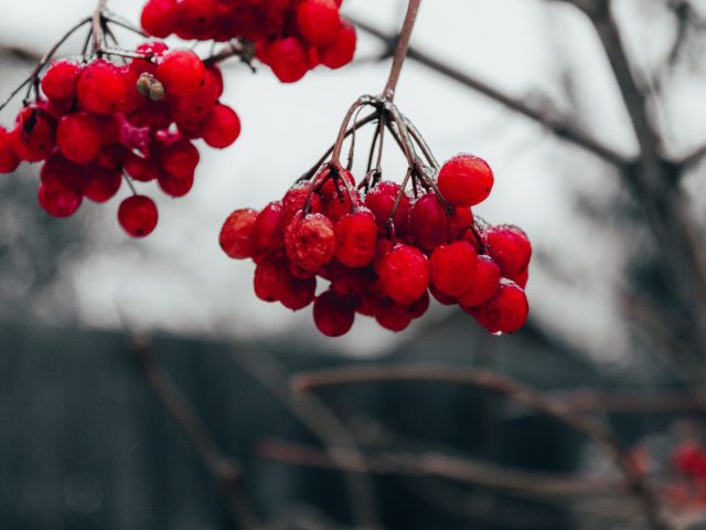 Les Aliments Clés pour Rester en Forme Cet Hiver